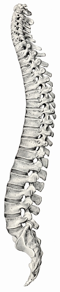 free clip art human spine - photo #46
