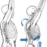 Shoulder Mechanics