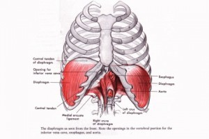 Diaphram