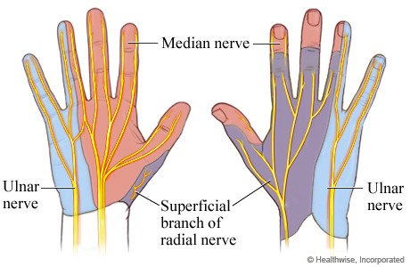 Hand Innervation